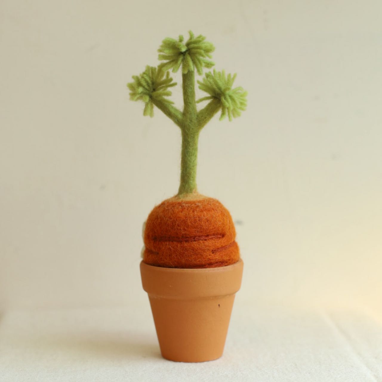 發芽系列｜紅蘿蔔